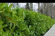 Healthy Laurel Hedging - 12 to 18 inches tall - In 2 litre pots - Ready to Plant Now