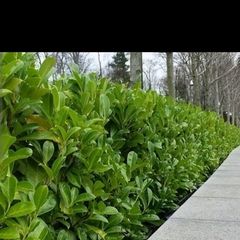 Healthy Laurel Hedging - 12 to 18 inches tall - In 2 litre pots - Ready to Plant Now