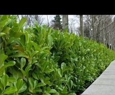 Healthy Laurel Hedging - 12 to 18 inches tall - In 2 litre pots - Ready to Plant Now