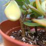 2 Jade Plants Image 8