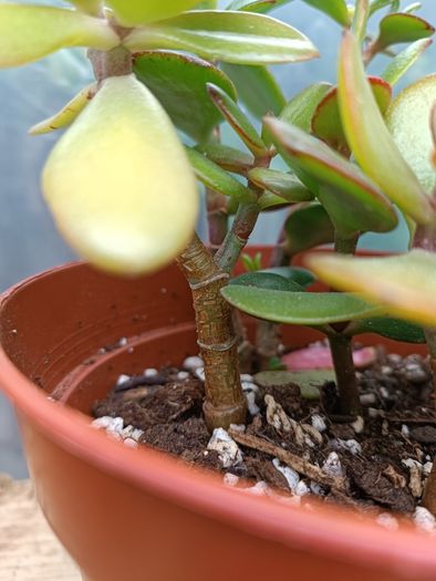 2 Jade Plants
