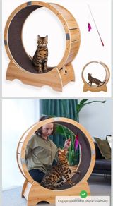 cat exercise treadmill