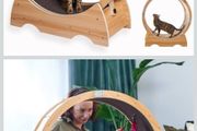 cat exercise treadmill