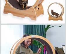 cat exercise treadmill