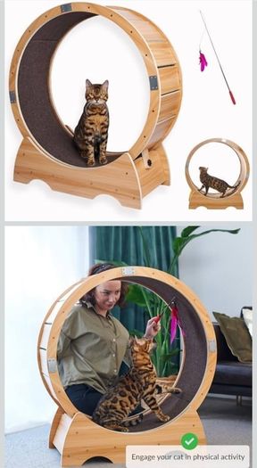 cat exercise treadmill