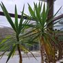 8ft Yucca Plant with pot Image 3