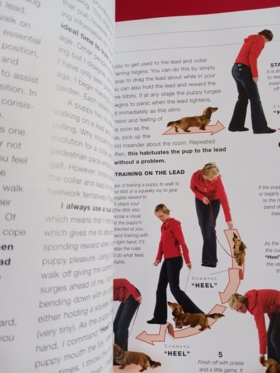 21 Days to Train Your Dog/ Colin Tennant