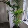 kentia planter Image 4