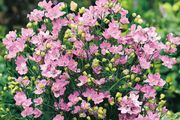 (D) Siberian Larkspur Pink Seeds 0.5g (449907)
