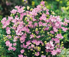 (D) Siberian Larkspur Pink Seeds 0.5g (449907)