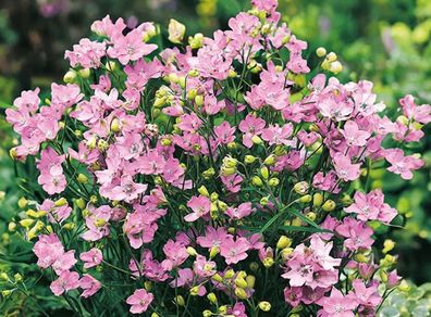 (D) Siberian Larkspur Pink Seeds 0.5g (449907)