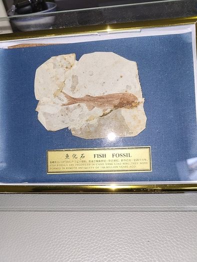 Fish fossil