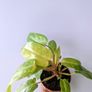 Philodendron Painted Lady Plant Image 5