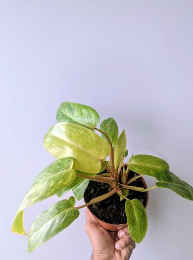 Philodendron Painted Lady Plant