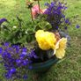 planted pot Image 2
