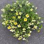 Hanging Flower Basket Image 4