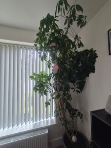 Plant