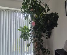 Plant