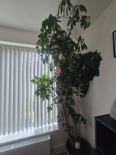 Plant