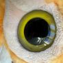 Yoohoo & Friends Baby Plush Lemur Racoon Monkey Approx. 21 cm. Used Please see photos Image 7