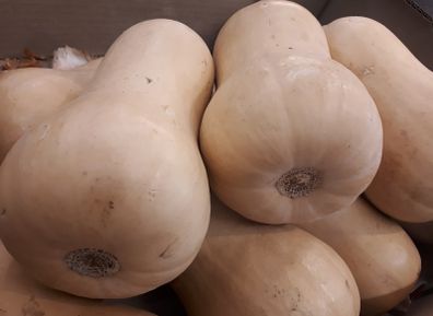Squash Butternut "Winter Hunter" Seeds
