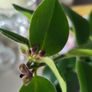 Aeschinantus Mona Lisa. Lipstick plant. House plant. Image 10