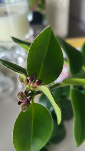 Aeschinantus Mona Lisa. Lipstick plant. House plant.