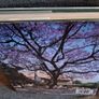 Thomas Pakenham / In Search of Remarkable Trees / 1st edition/ 2007 Image 3