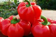 Selection of Vegetable seeds from 1.00 euro