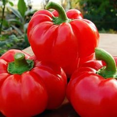 Selection of Vegetable seeds from 1.00 euro