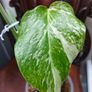 No.70 Monstera Albo Image 4