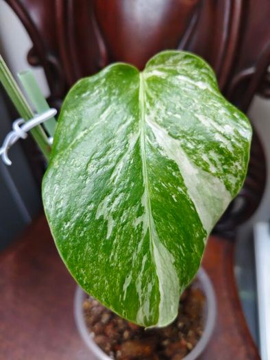 No.70 Monstera Albo