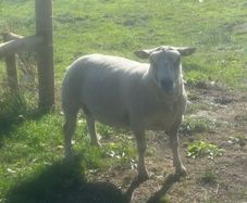 Charolais Ram