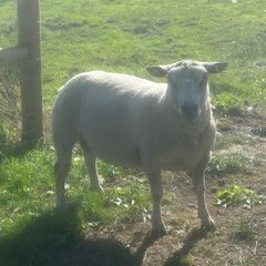 Charolais Ram