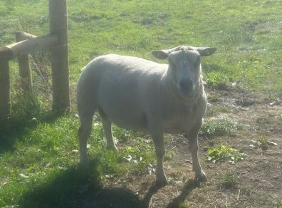 Charolais Ram
