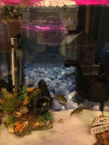 fish tank aquarium