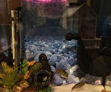 fish tank aquarium