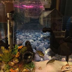 fish tank aquarium