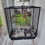 Parrot  Birds Cage  Cockatiel Image 2