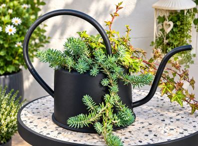 Otdoor plant