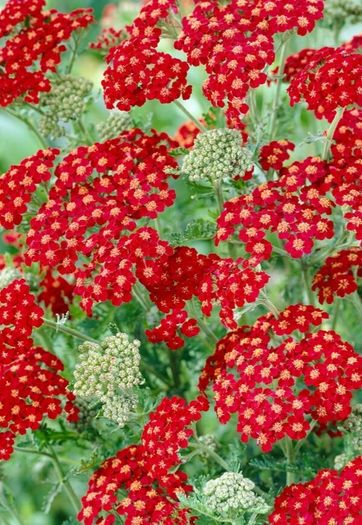 50 super flowering plants/shrubs