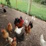 My best rooster available Image 3