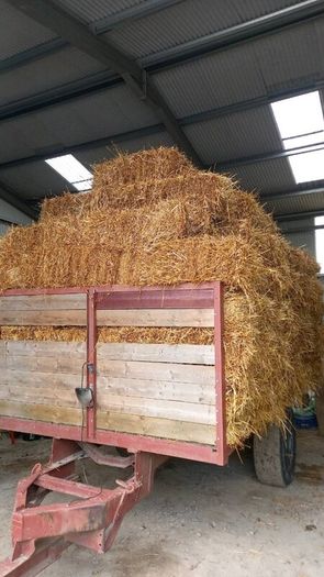 Organic Straw Small Squares