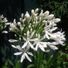Agapanthus