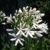 Agapanthus