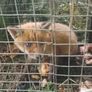 fox trap Image 6