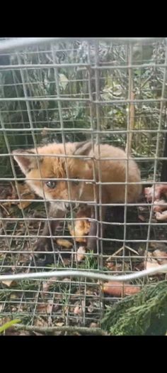 fox trap