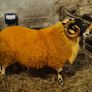 Sheep - two very good quality scottish blackface s Image 4