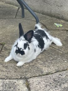 Pet Rabbit