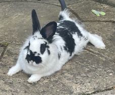 Pet Rabbit